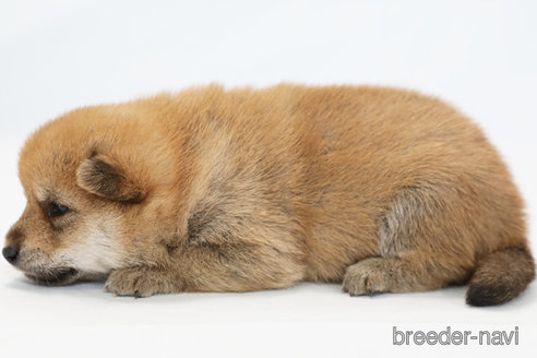 成約済の神奈川県の柴犬-351653の2枚目